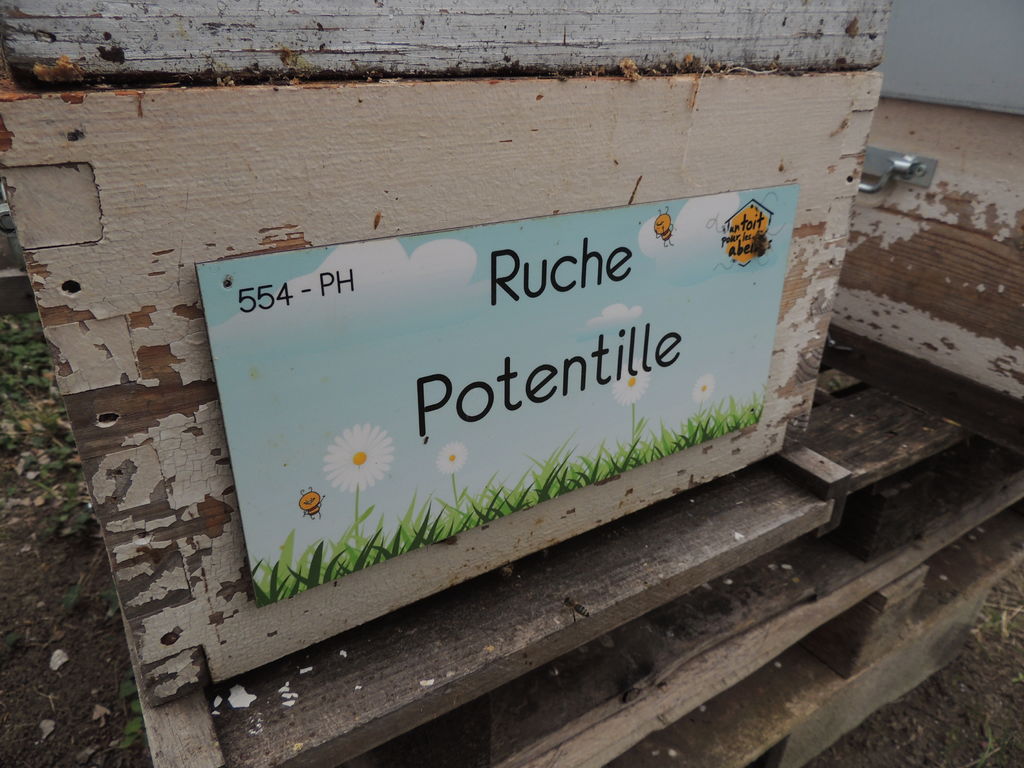 La ruche Potentille