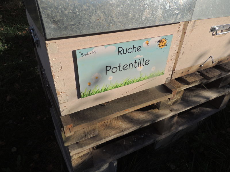 La ruche Potentille