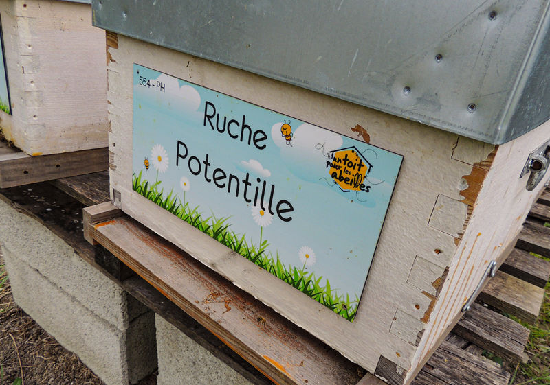 La ruche Potentille