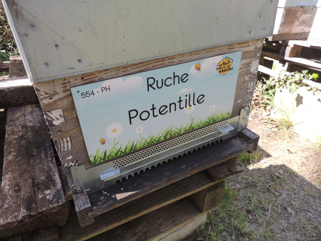 La ruche Potentille