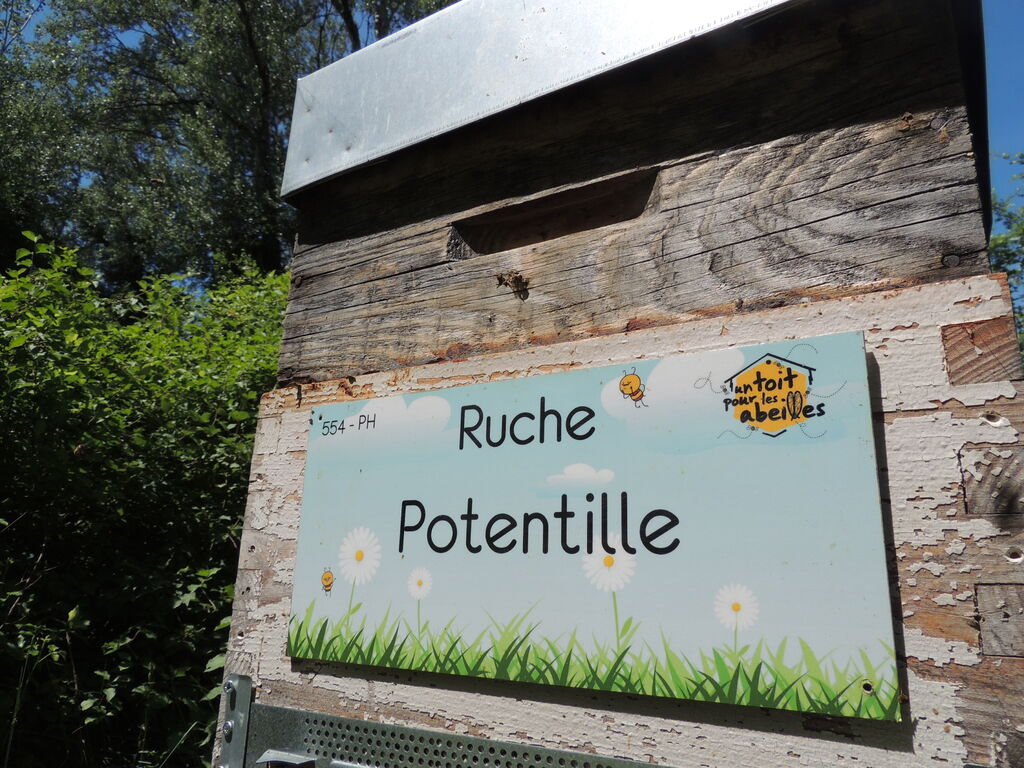 La ruche Potentille