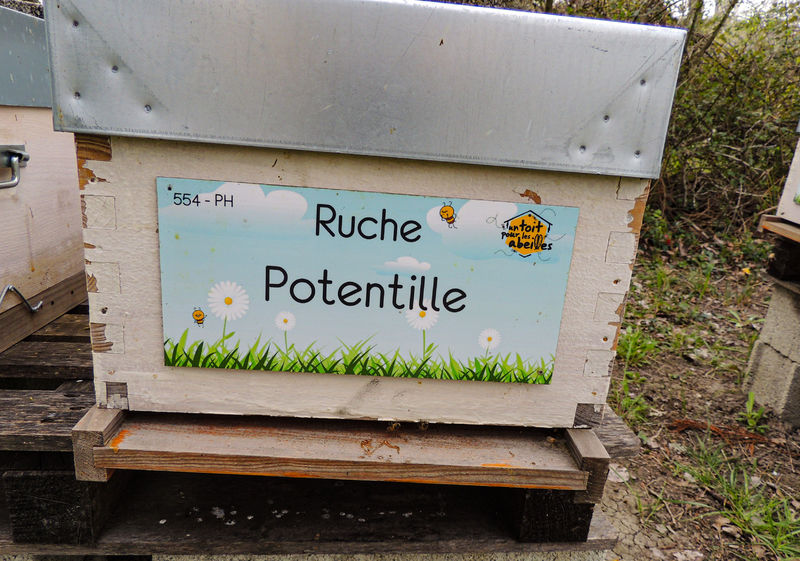La ruche Potentille