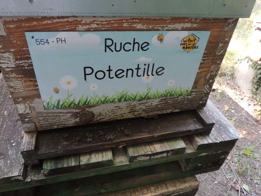 La ruche Potentille