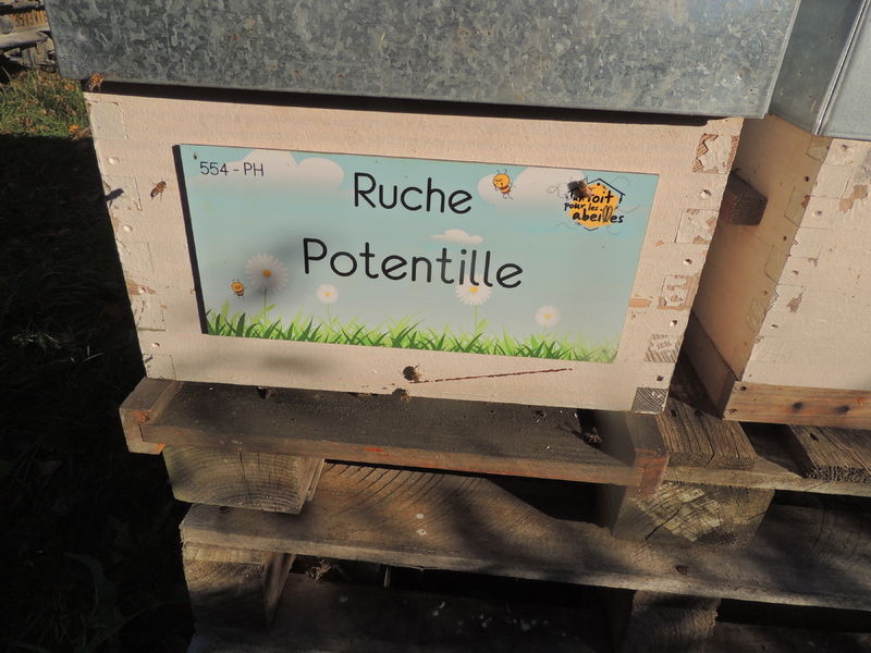 La ruche Potentille