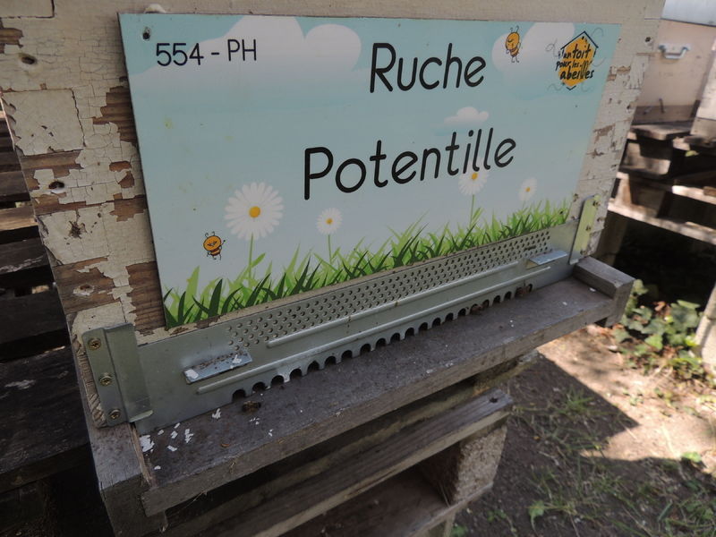 La ruche Potentille