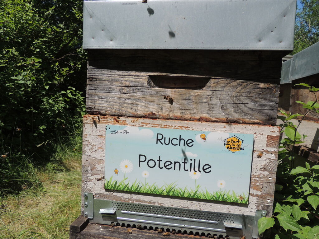 La ruche Potentille