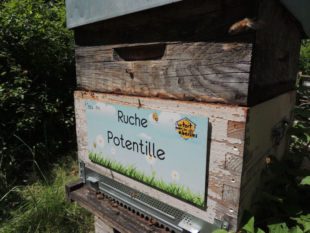 La ruche Potentille