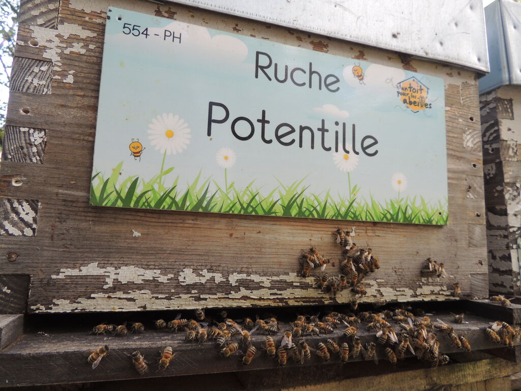La ruche Potentille