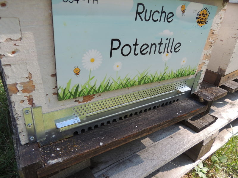 La ruche Potentille
