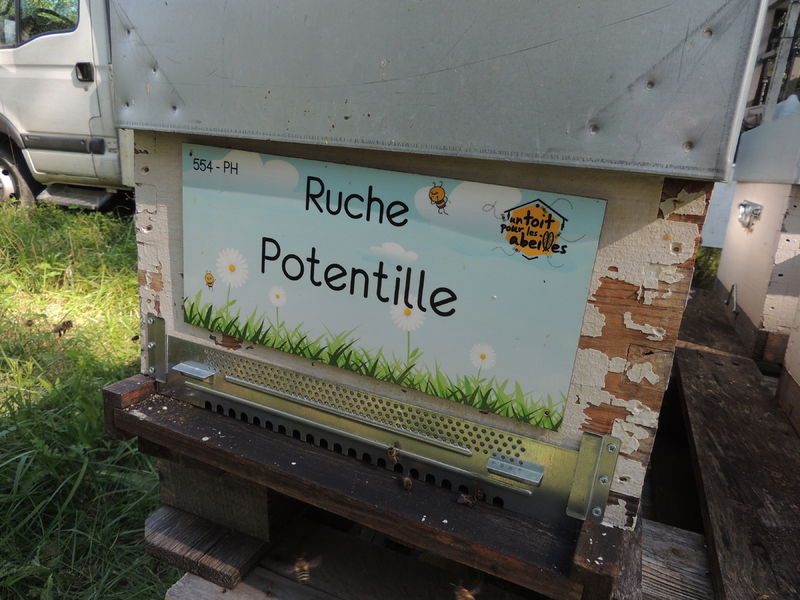 La ruche Potentille