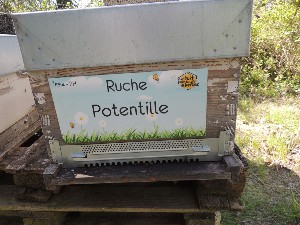 La ruche Potentille
