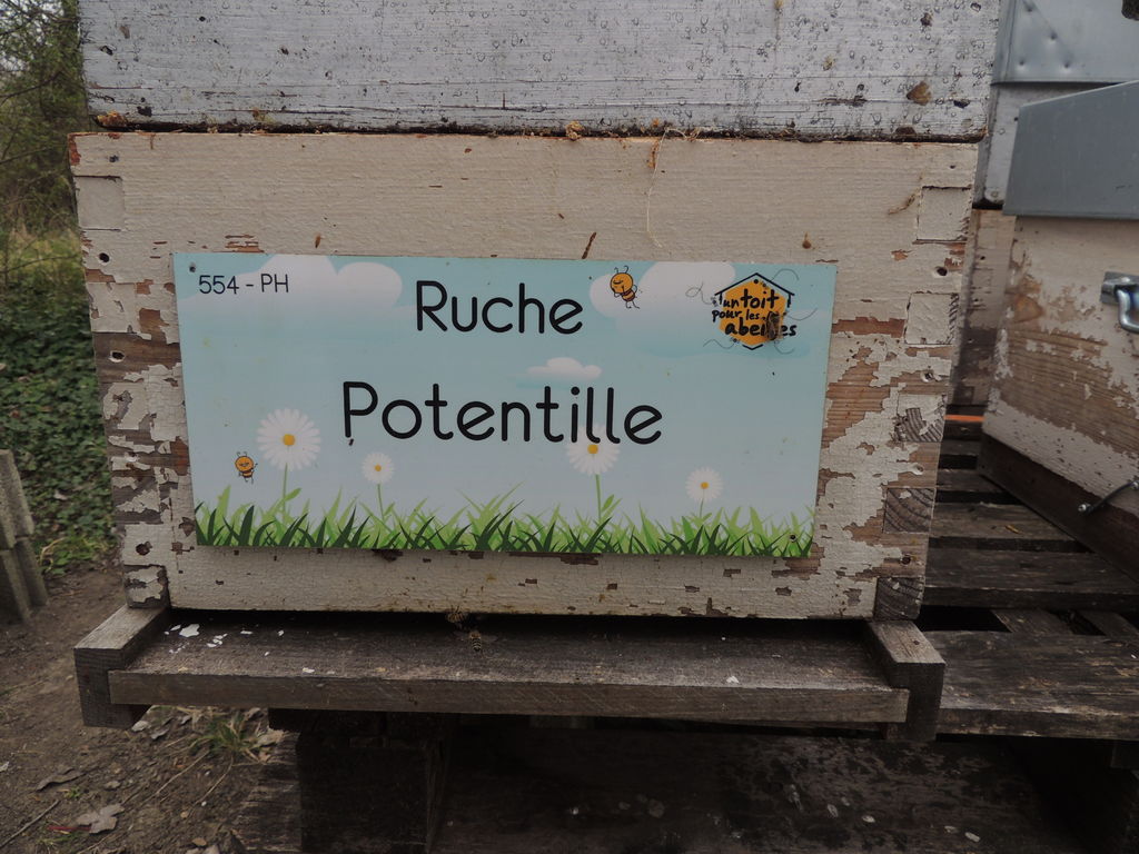 La ruche Potentille