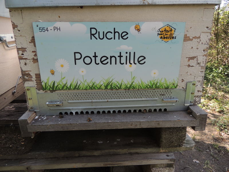 La ruche Potentille