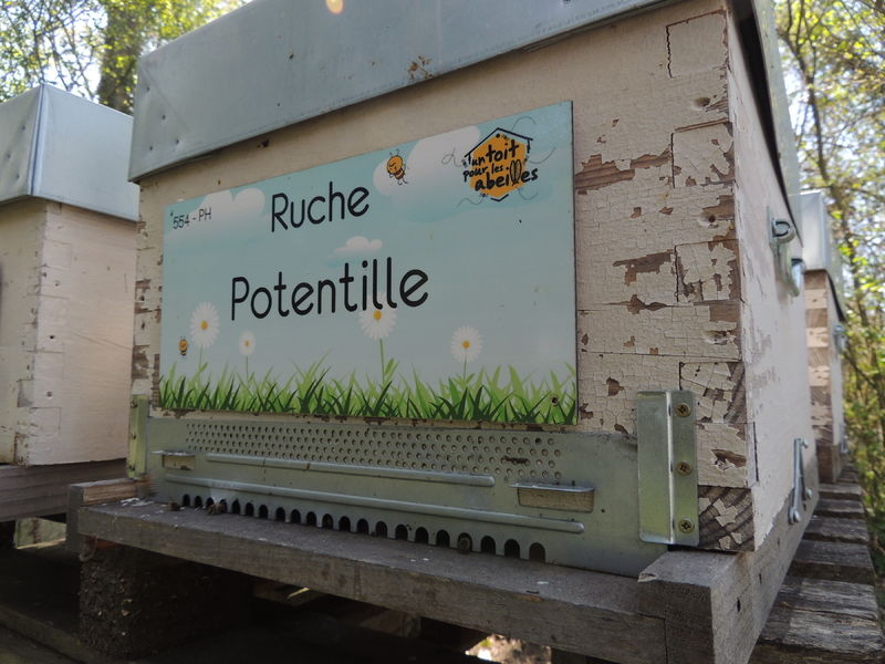 La ruche Potentille