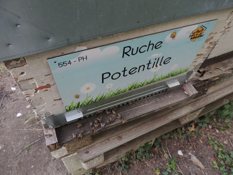 La ruche Potentille