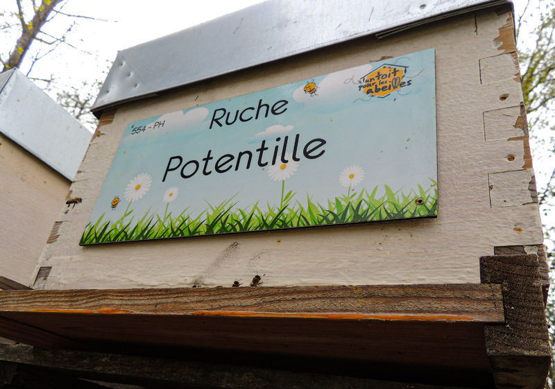 La ruche Potentille