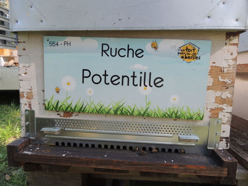 La ruche Potentille