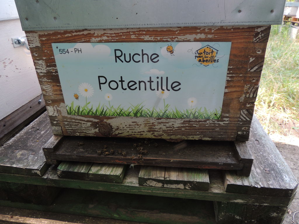 La ruche Potentille