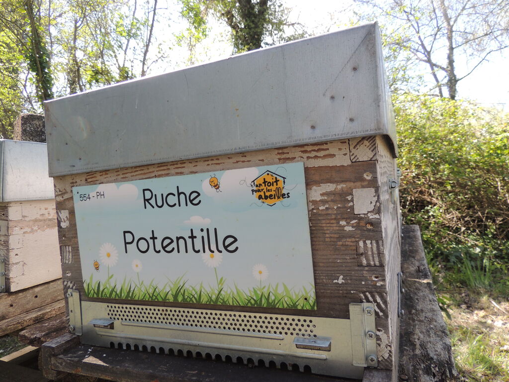 La ruche Potentille