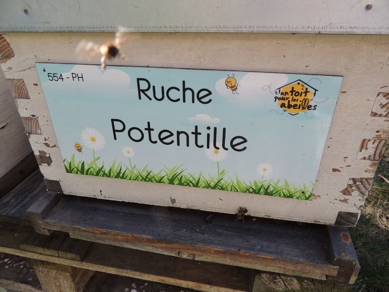 La ruche Potentille