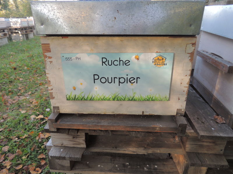 La ruche