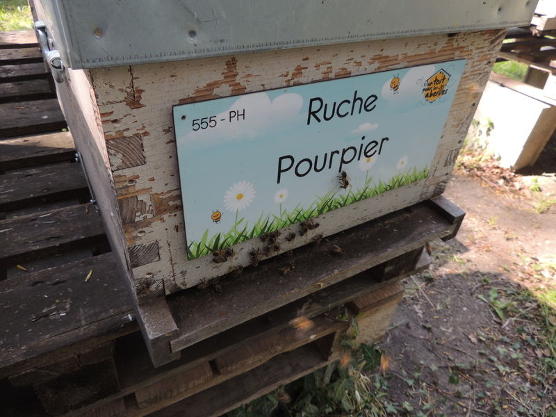 La ruche Pourpier