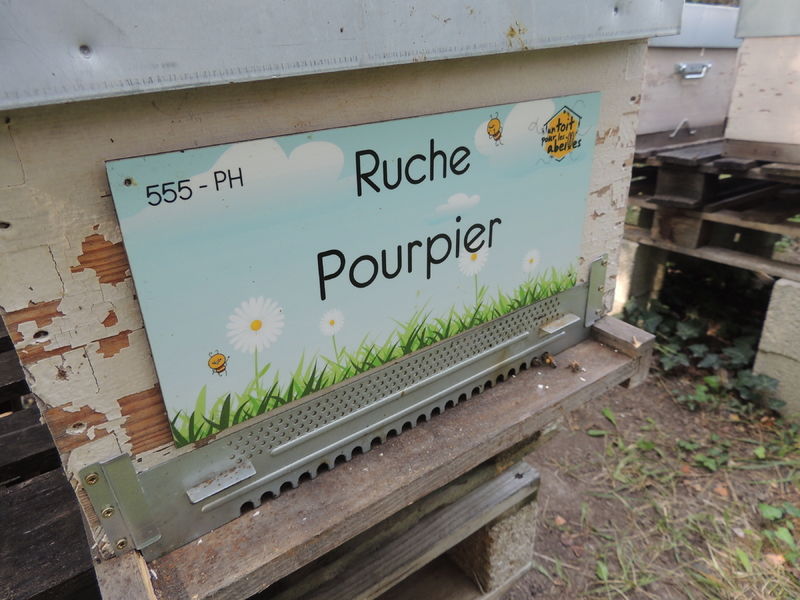 La ruche Pourpier