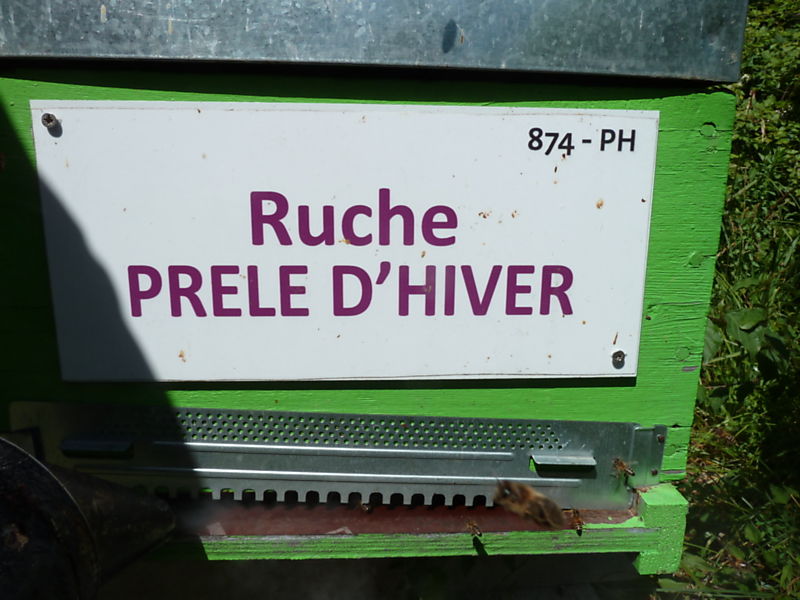 La ruche