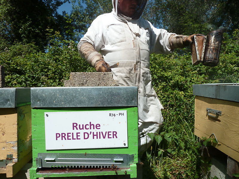 La ruche Prêle d hiver