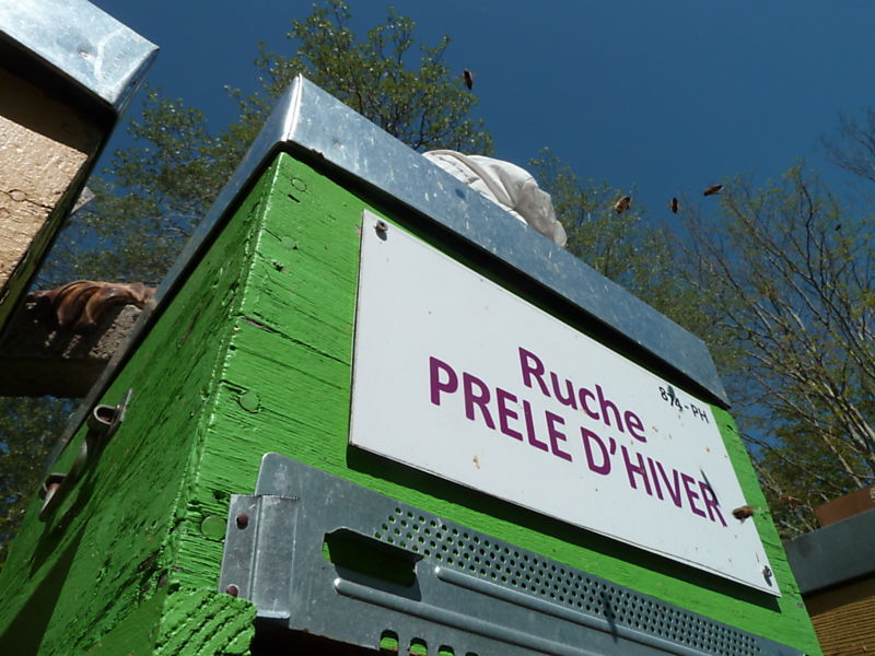 La ruche Prêle d hiver