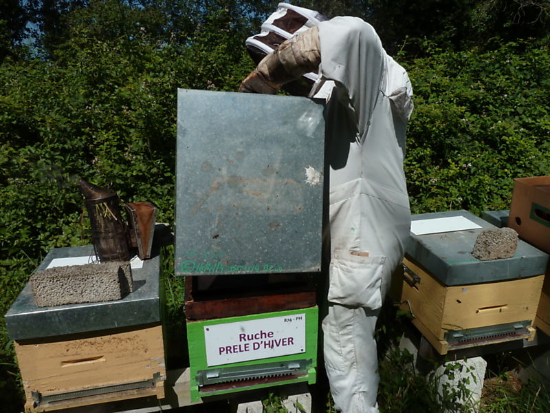 La ruche Prêle d hiver