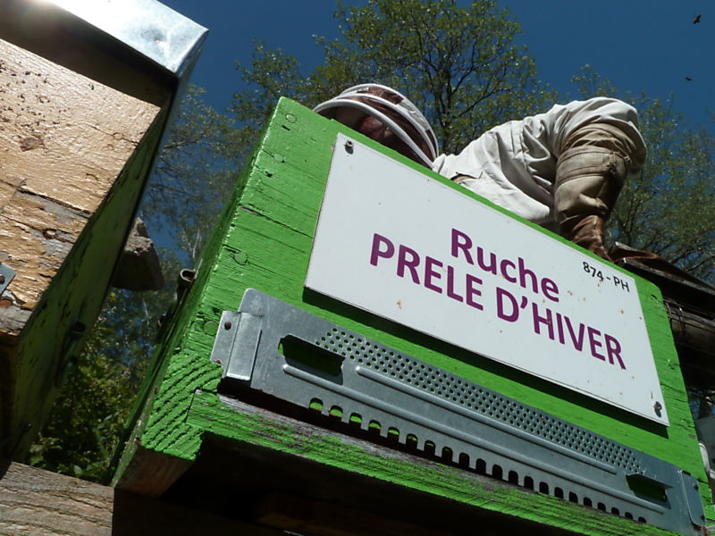 La ruche Prêle d hiver