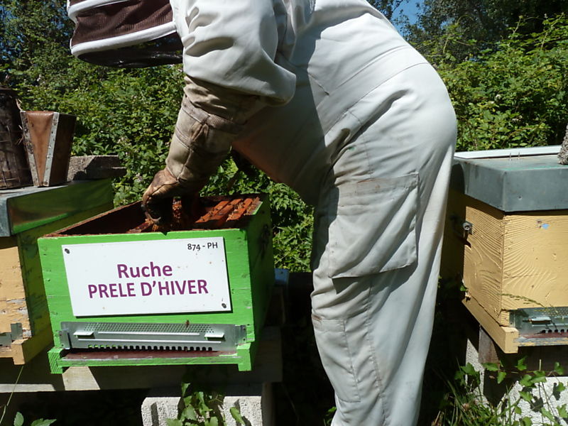 La ruche Prêle d hiver
