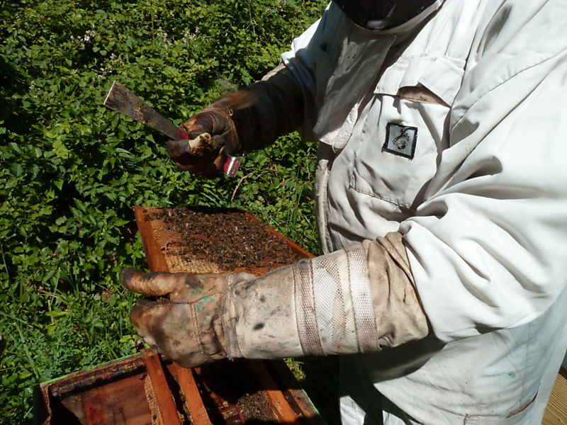 La ruche Prêle d hiver