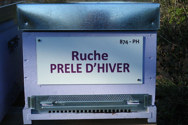 La ruche Prêle d hiver