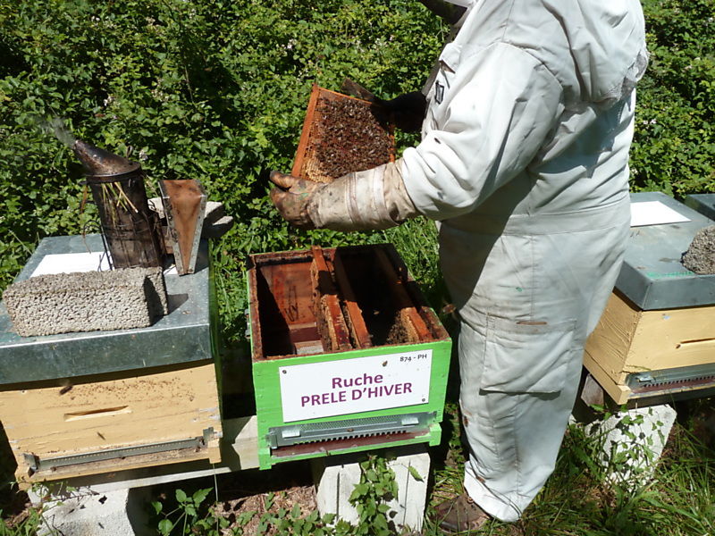 La ruche Prêle d hiver