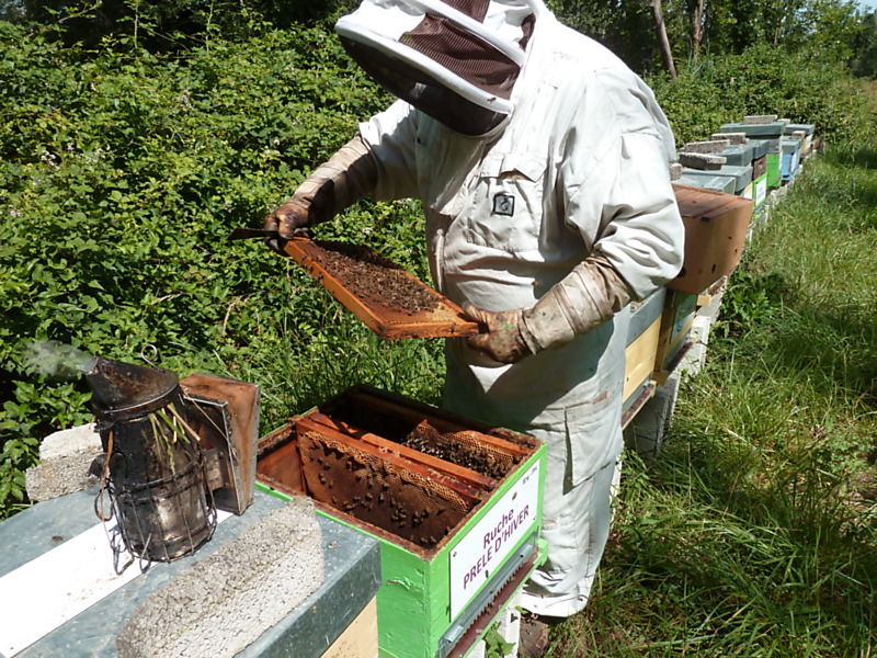 La ruche Prêle d hiver