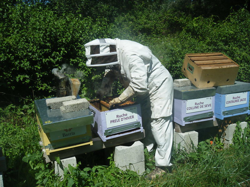 La ruche Prêle d hiver