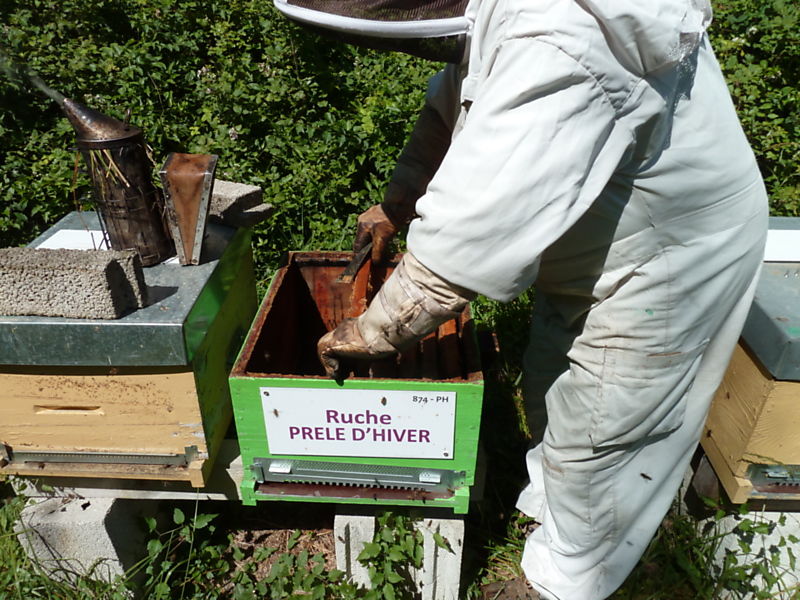 La ruche Prêle d hiver