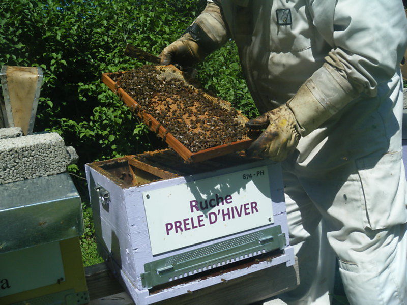 La ruche Prêle d hiver