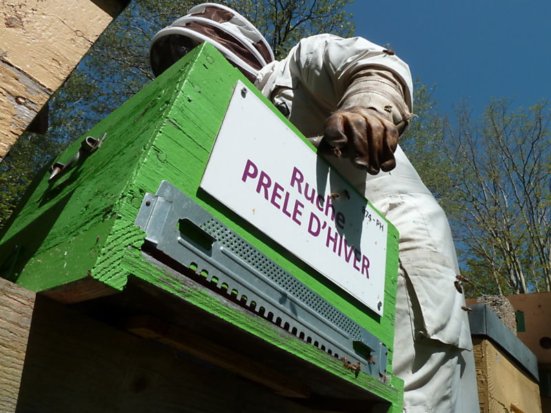 La ruche Prêle d hiver