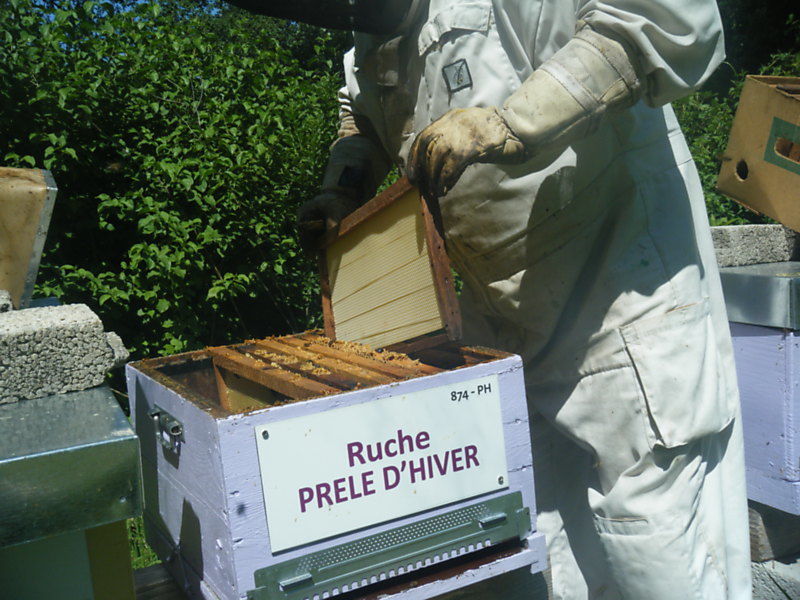 La ruche Prêle d hiver