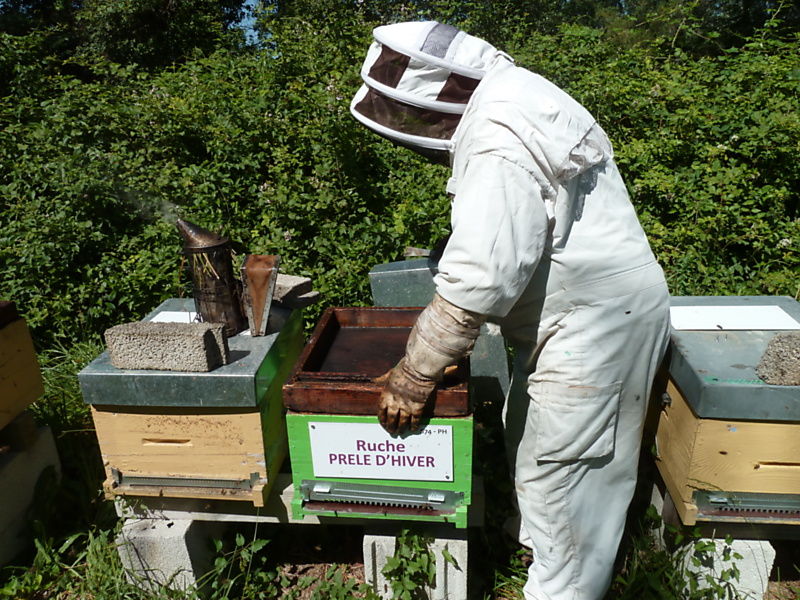 La ruche Prêle d hiver