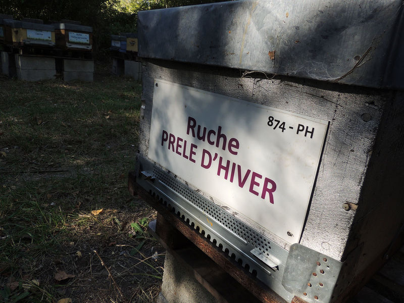 La ruche Prêle d hiver