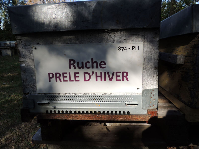La ruche Prêle d hiver