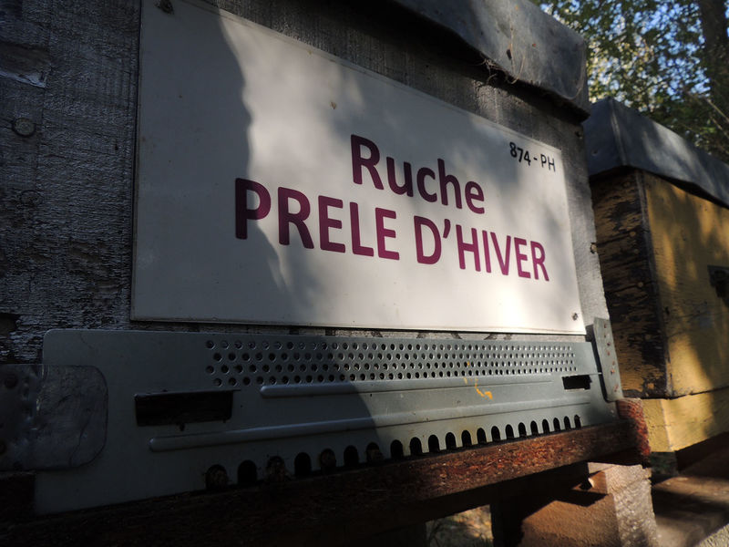 La ruche Prêle d hiver