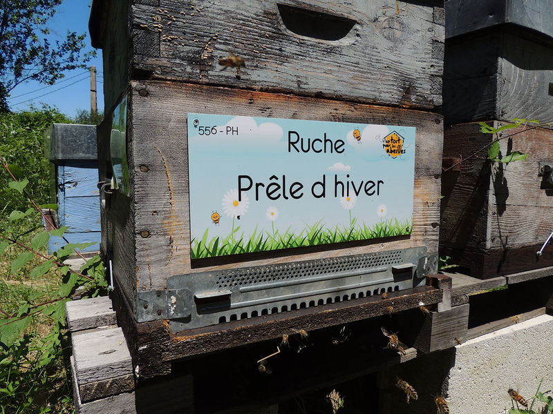 La ruche Prêle d hiver