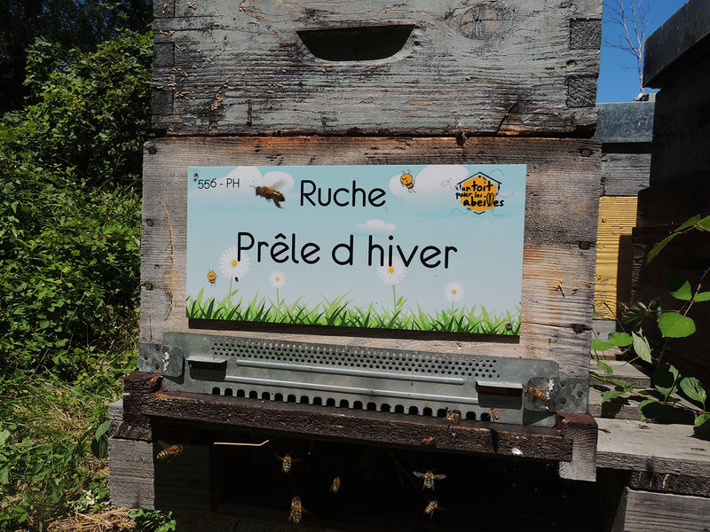 La ruche Prêle d hiver