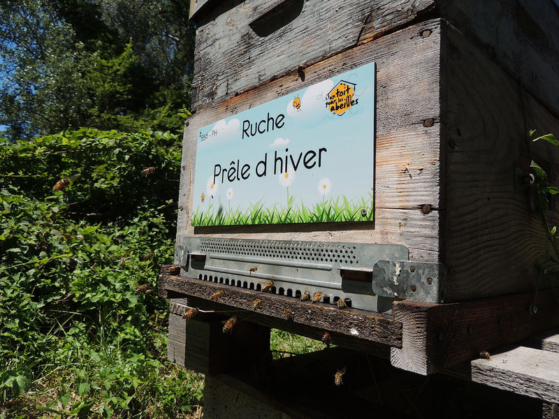 La ruche Prêle d hiver