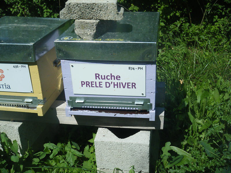 La ruche Prêle d hiver